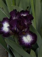 IMG_4204.jpeg