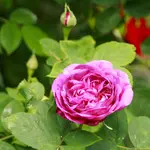 _MG_8948.webp