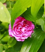 _MG_8951.webp