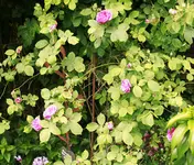 _MG_8952.webp