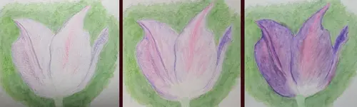 2025Tulpe1.webp