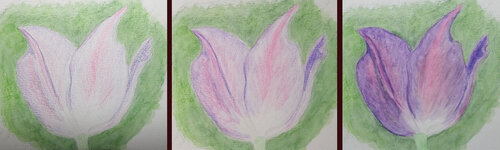 2025Tulpe1.jpg
