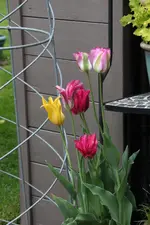 Mai       1325.webp