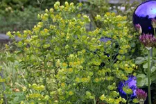 Mai       1425.webp