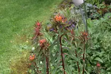 Mai       1625.webp