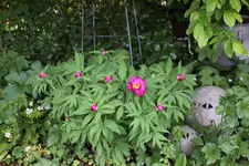 Mai       1725.webp