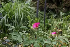 Mai       1825.webp