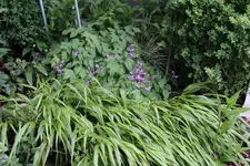 Mai       1925.webp