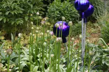 Mai       2125.webp