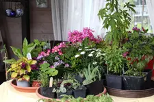 Mai       2325.webp