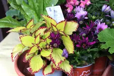 Mai       2425.webp