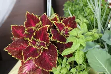 Mai       2525.webp