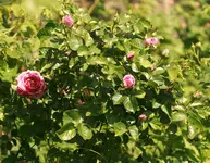 _MG_8958.webp