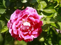 _MG_8959.webp