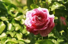 _MG_8960.webp