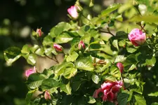 _MG_8966.webp