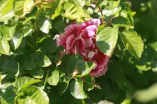 _MG_8971.webp