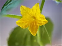 c008.webp