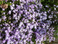P1070790Teppichphlox.JPG