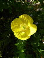 P1070792Waldscheinmohn.JPG