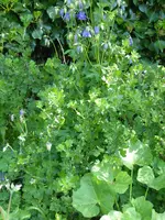 P1070798Stachelbeere.webp