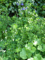 P1070798Stachelbeere.JPG