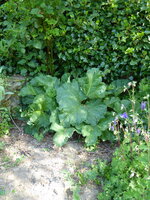 P1070799Rhabarber.JPG