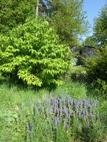 P1070801Günsel vor den Sieben-Söhnen.JPG