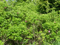 P1070802Heckenrose.JPG