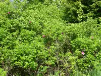 P1070802Heckenrose.webp