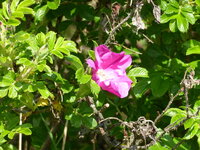 P1070803Heckenrose.JPG