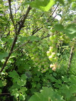 P1070805Rote Johannisbeere.JPG