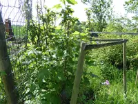 P1070806Schwarze Johannisbeere.webp