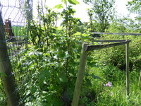 P1070806Schwarze Johannisbeere.JPG