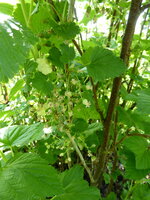 P1070807Schwarze Johannisbeere.JPG