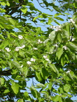 P1070811Quittenblüte.JPG