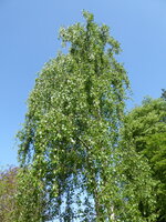 P1070812Birke.JPG
