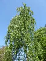 P1070812Birke.webp