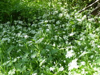 P1070813Bärlauch.JPG