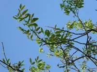 P1070815Walnussaustrieb.webp