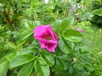 P1070819Heckenrose.JPG