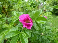 P1070819Heckenrose.webp
