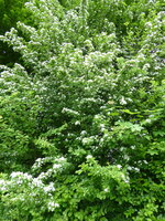 P1070821Weißdorn.JPG