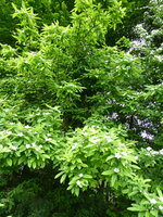 P1070822Mistel.JPG