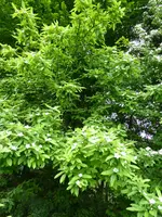P1070822Mistel.webp