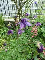 P1070826Akelei.webp