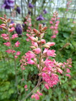 P1070827Heuchera.JPG