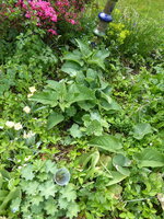 P1070828Brandkraut Austrieb.JPG