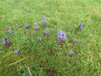 P1070830Günsel.JPG