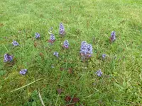 P1070830Günsel.webp